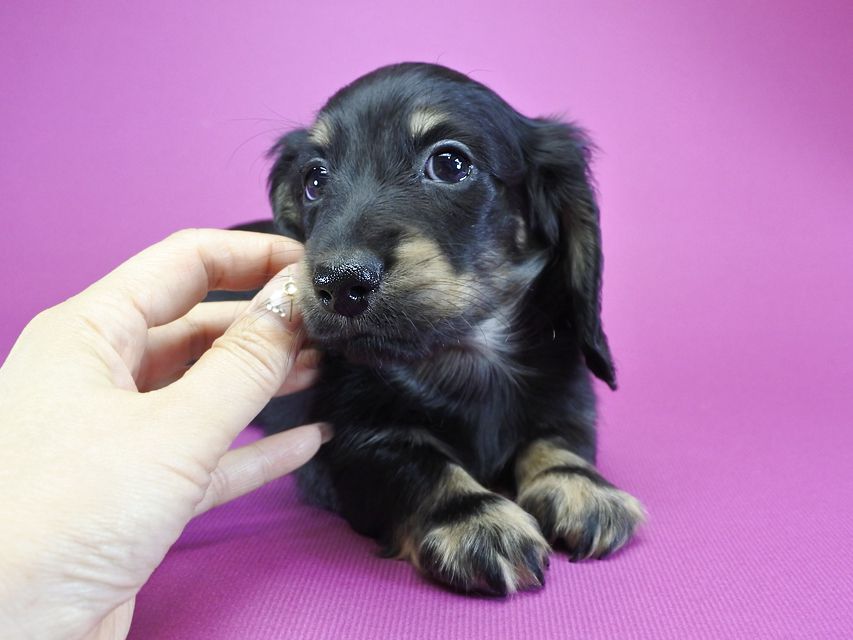 カニンヘンダックス ふたば & オスカルの子犬 ブラッククリーム 男の子_DSC6152 カニンヘンダックス ふたば & オスカルの子犬 ブラッククリーム 男の子