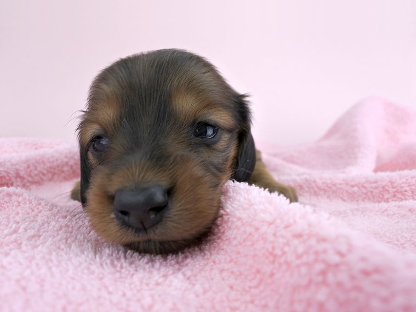 カニンヘンダックス シエラ & たけるの子犬 レッド 女の子（2） お写真初登場