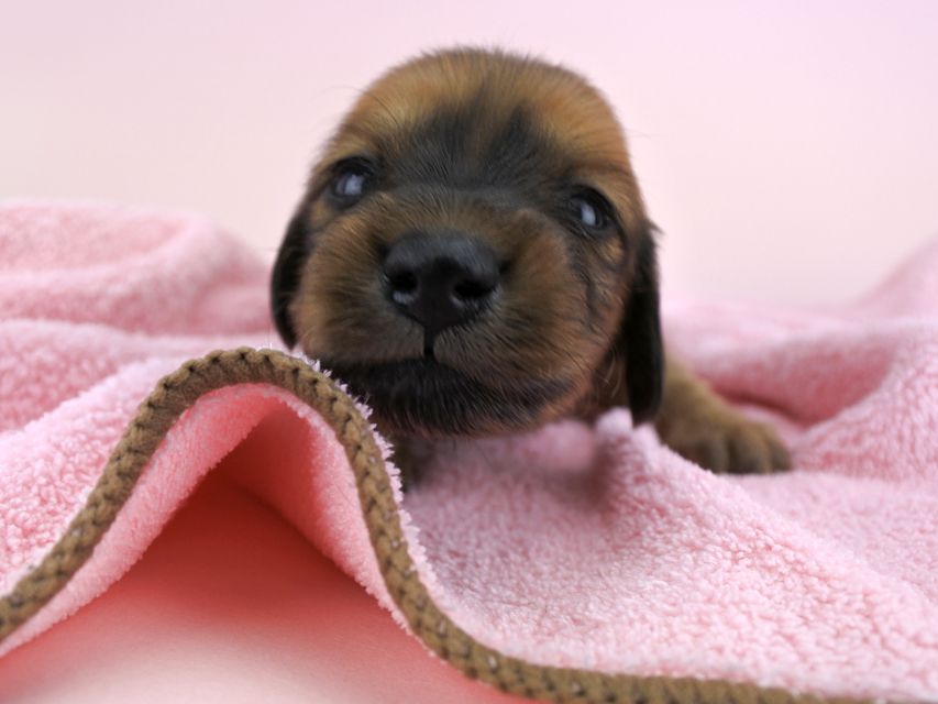 カニンヘンダックス シエラ & たけるの子犬 レッド 女の子（3） お写真初登場