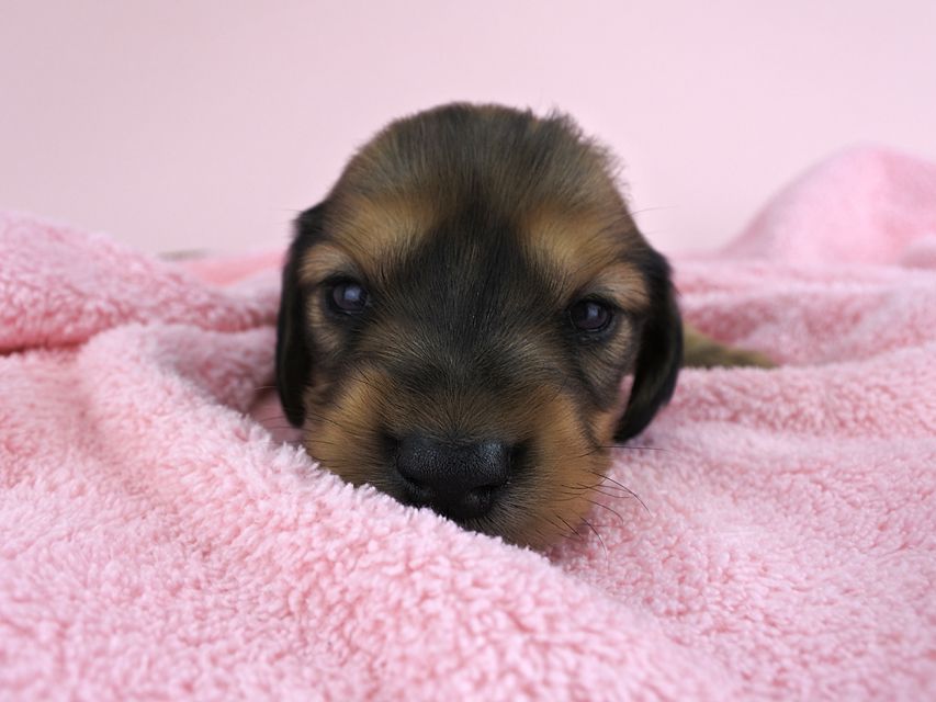 カニンヘンダックス シエラ & たけるの子犬 シェーデットイエロー 女の子 お写真初登場