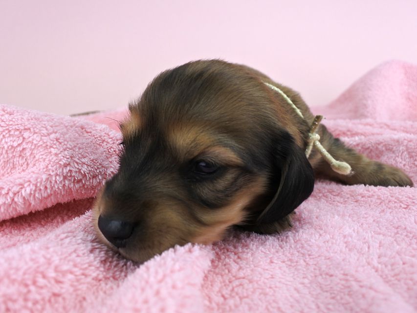 カニンヘンダックス シエラ & たけるの子犬 シェーデットイエロー 女の子 お写真初登場