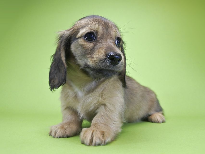 カニンヘンダックス シャーロット.cs & ジムダンディの子犬 シェーデットクリーム 女の子（2）