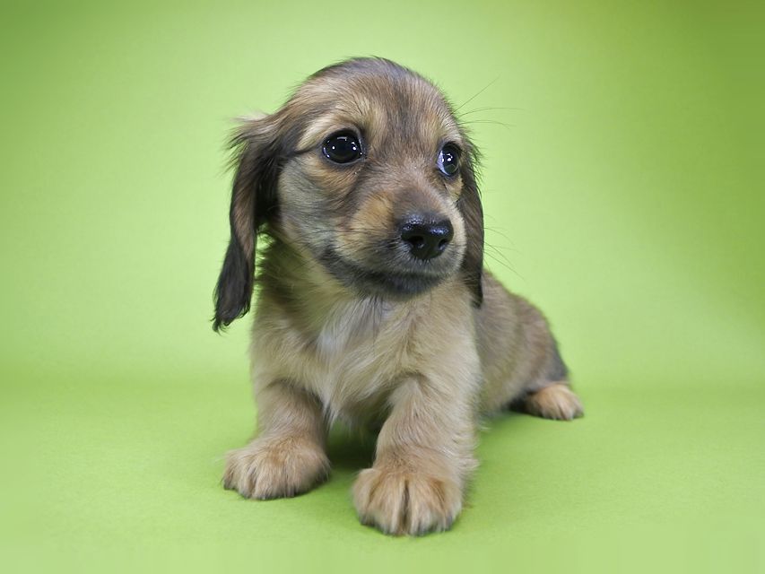 カニンヘンダックス シャーロット.cs & ジムダンディの子犬 シェーデットクリーム 女の子（2）