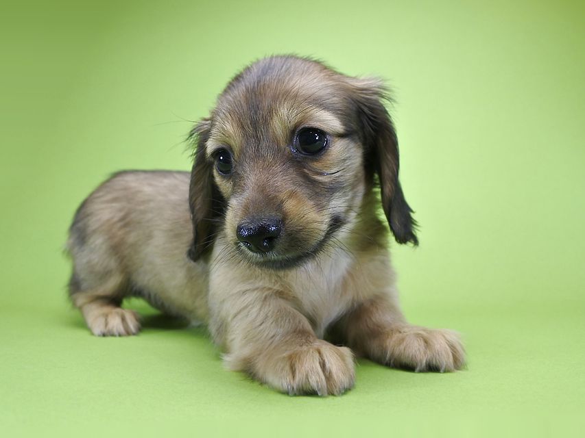 カニンヘンダックス シャーロット.cs & ジムダンディの子犬 シェーデットクリーム 女の子（2）