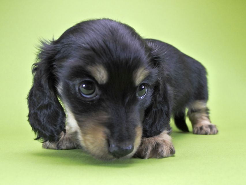 カニンヘンダックス アンジー.cs & クッキーの子犬 ブラッククリーム 女の子