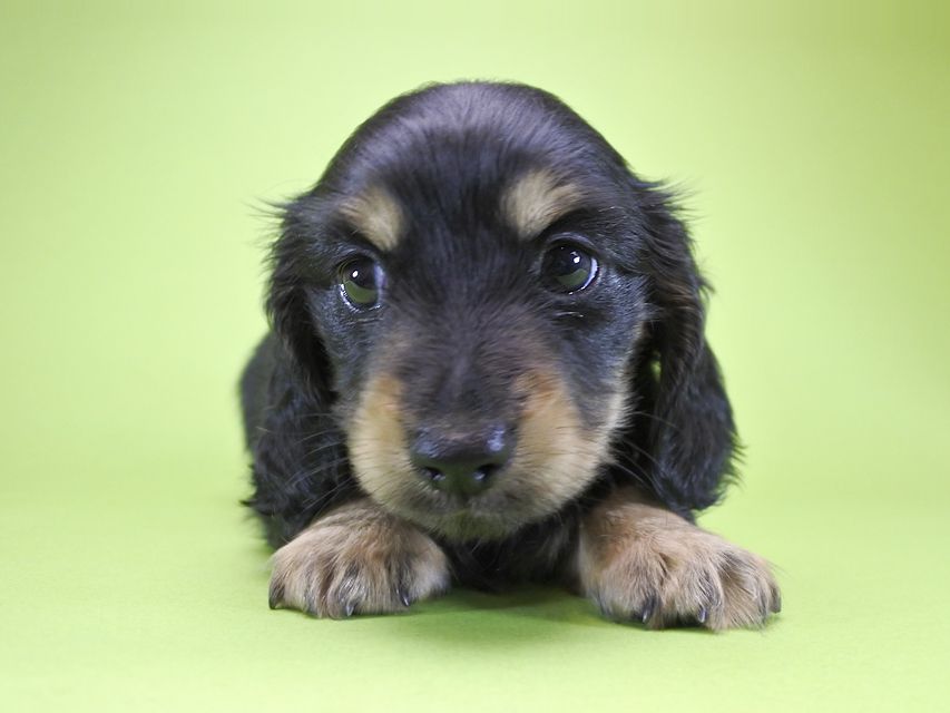 カニンヘンダックス アンジー.cs & クッキーの子犬 ブラッククリーム 女の子