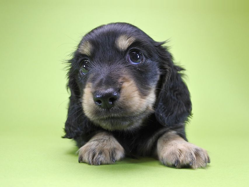 カニンヘンダックス アンジー.cs & クッキーの子犬 ブラッククリーム 女の子