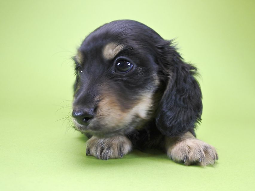 カニンヘンダックス アンジー.cs & クッキーの子犬 ブラッククリーム 女の子