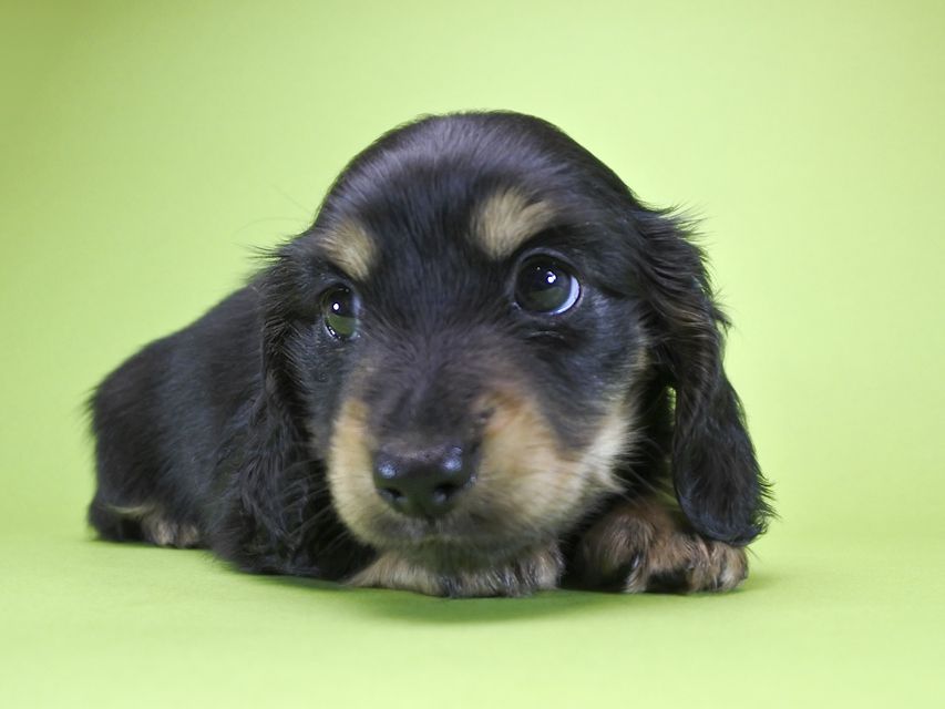 カニンヘンダックス アンジー.cs & クッキーの子犬 ブラッククリーム 女の子