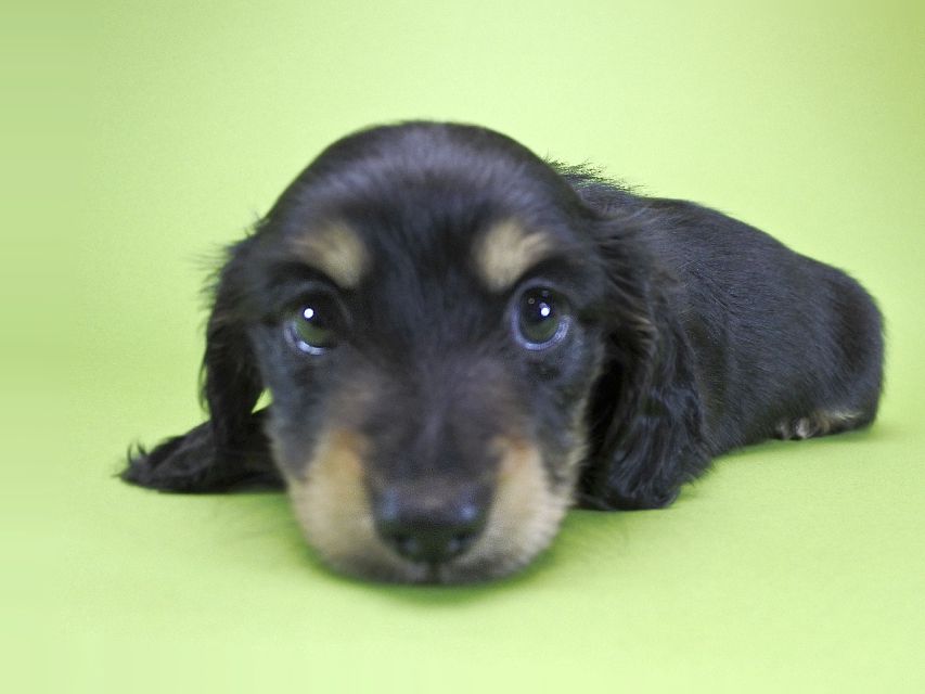 カニンヘンダックス アンジー.cs & クッキーの子犬 ブラッククリーム 女の子