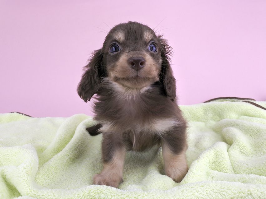 カニンヘンダックス ピアス & ナイトの子犬 チョコイエロー 男の子（1）