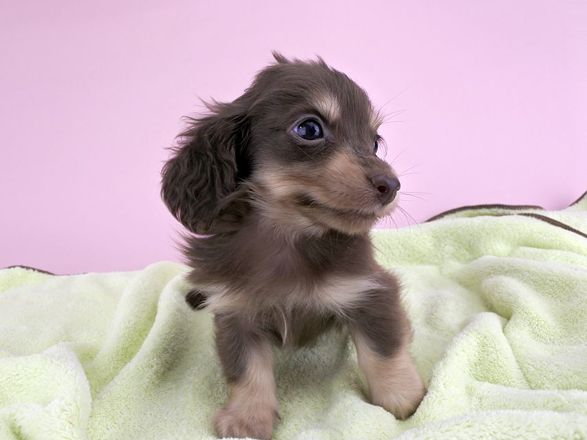 カニンヘンダックス ピアス & ナイトの子犬 チョコイエロー 男の子（1）