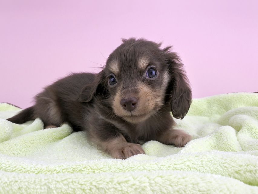 カニンヘンダックス ピアス & ナイトの子犬 チョコイエロー 男の子（1）