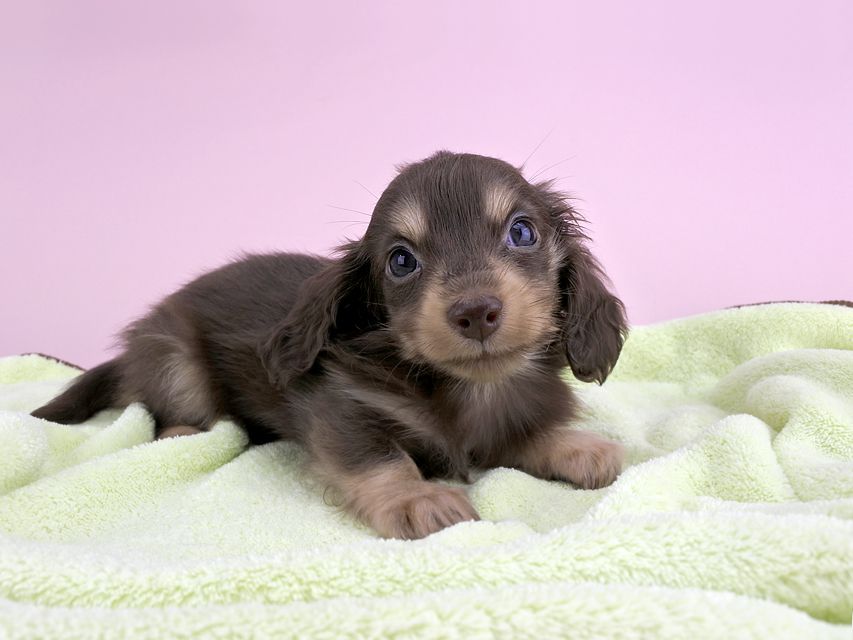 カニンヘンダックス ピアス & ナイトの子犬 チョコイエロー 男の子（1）