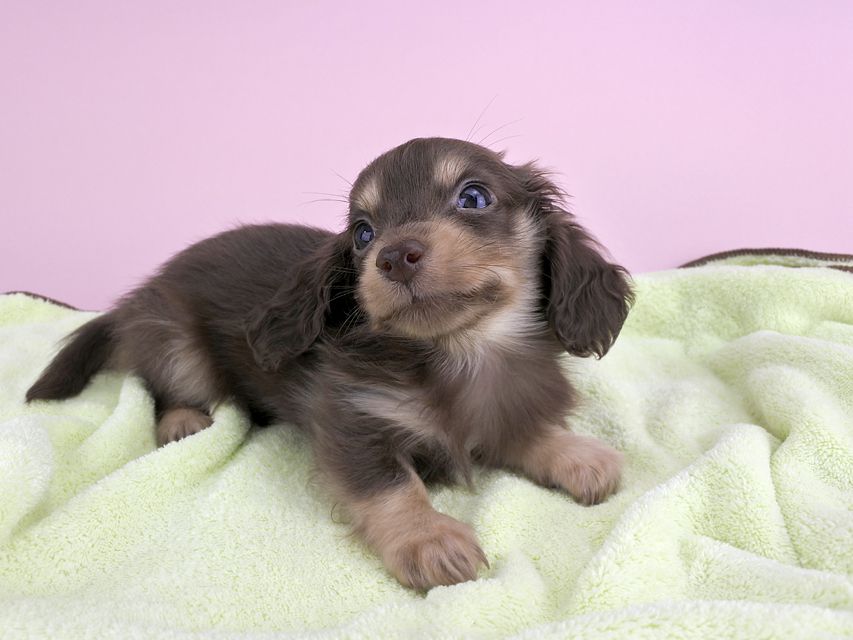 カニンヘンダックス ピアス & ナイトの子犬 チョコイエロー 男の子（1）