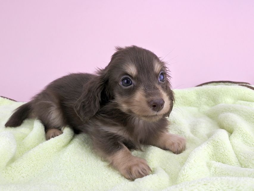 カニンヘンダックス ピアス & ナイトの子犬 チョコイエロー 男の子（1）