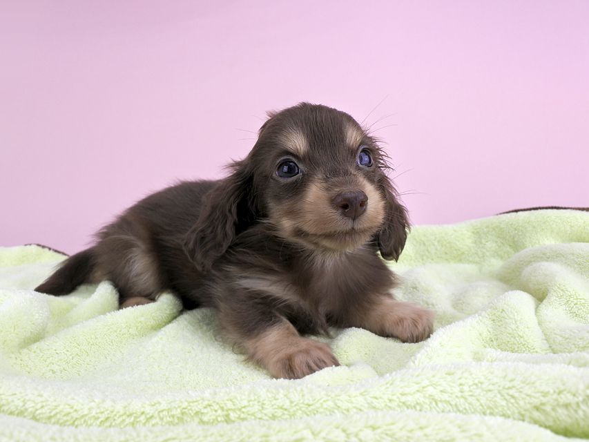 カニンヘンダックス ピアス & ナイトの子犬 チョコイエロー 男の子（1）