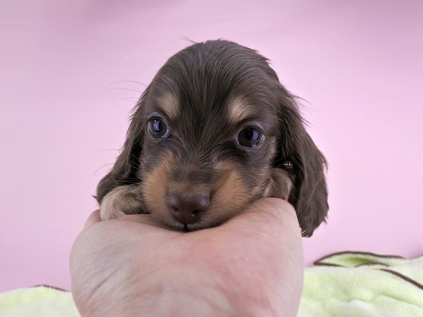 カニンヘンダックス ピアス & ナイトの子犬 チョコイエロー 男の子（2）