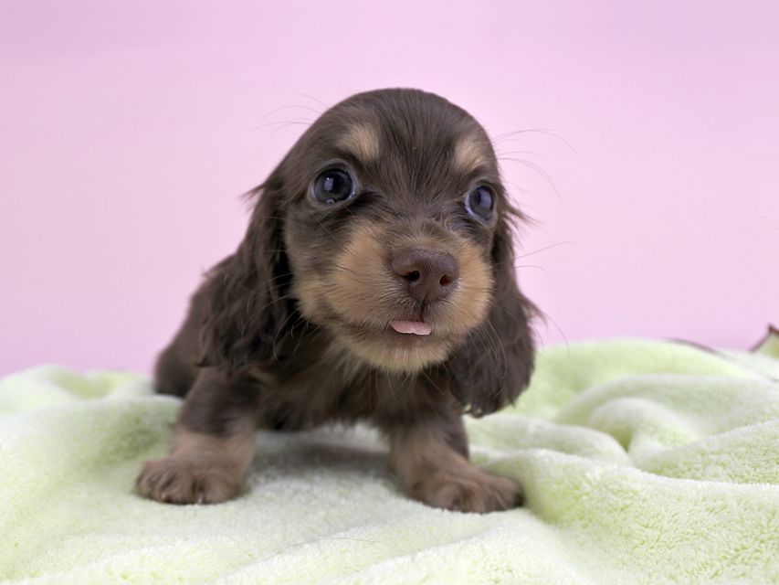 カニンヘンダックス ピアス & ナイトの子犬 チョコイエロー 男の子（2）