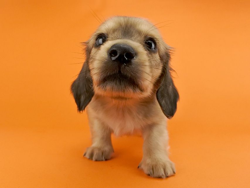 カニンヘンダックス シエラ & たけるの子犬 イエロー 男の子（1）