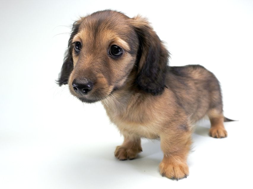 カニンヘンダックス シャーロット.cs & ジムダンディの子犬 レッド 男の子(1)_DSC6480 カニンヘンダックス シャーロット.cs & ジムダンディの子犬 レッド 男の子(1)