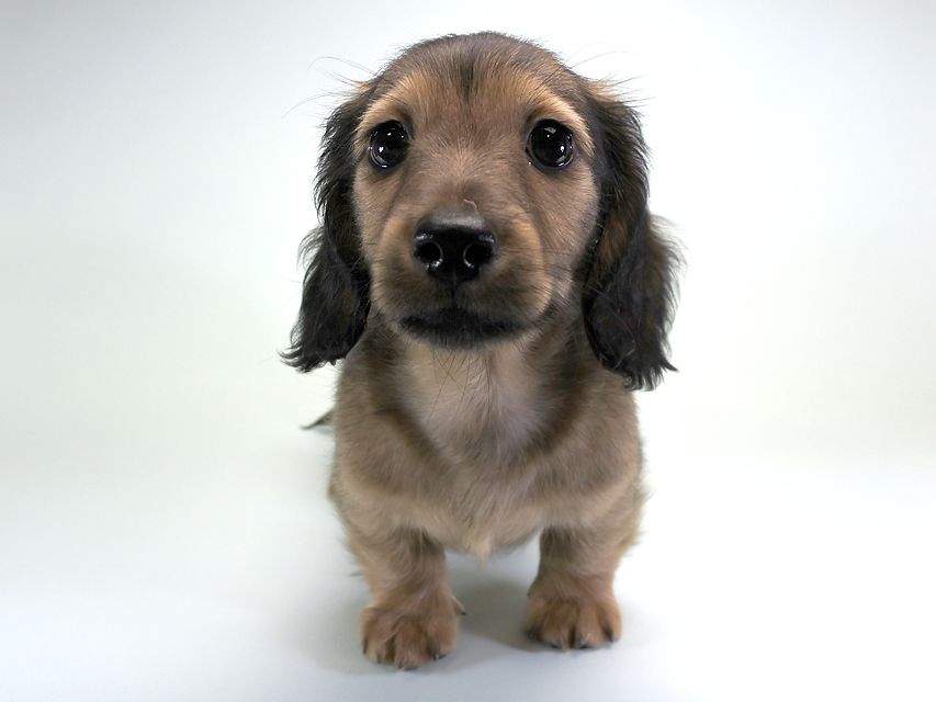 カニンヘンダックス シャーロット.cs & ジムダンディの子犬 レッド 男の子(1)_DSC6496 カニンヘンダックス シャーロット.cs & ジムダンディの子犬 レッド 男の子(1)