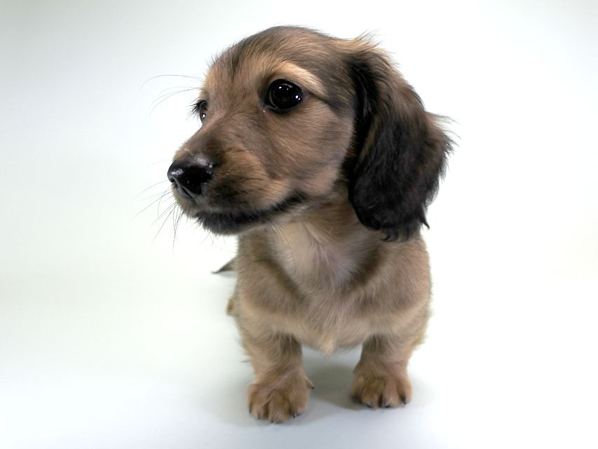 カニンヘンダックス シャーロット.cs & ジムダンディの子犬 レッド 男の子(1)_DSC6497 カニンヘンダックス シャーロット.cs & ジムダンディの子犬 レッド 男の子(1)