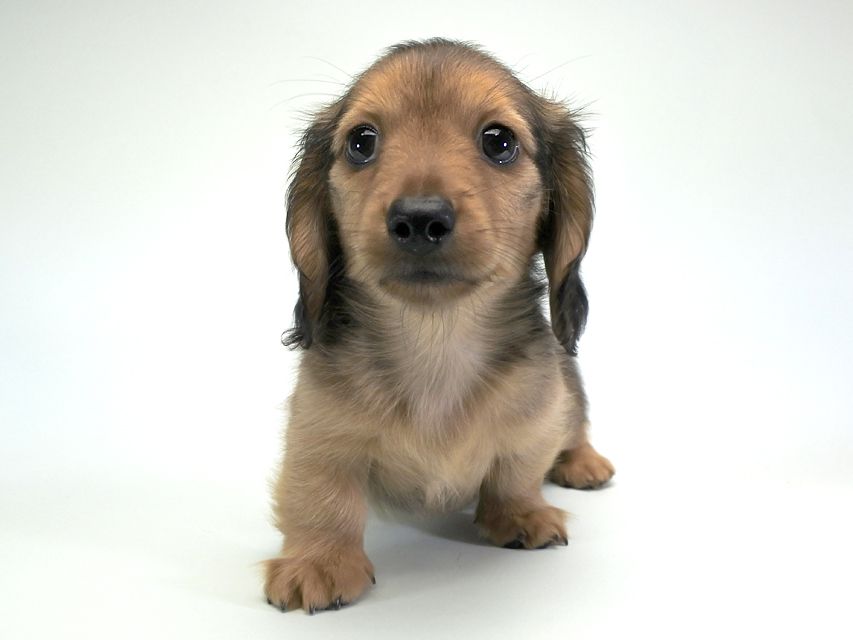 カニンヘンダックス シャーロット.cs & ジムダンディの子犬 レッド 男の子（2）