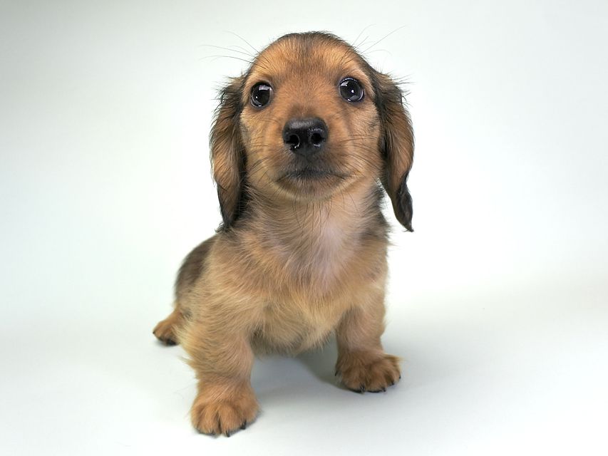 カニンヘンダックス シャーロット.cs & ジムダンディの子犬 レッド 男の子（2）