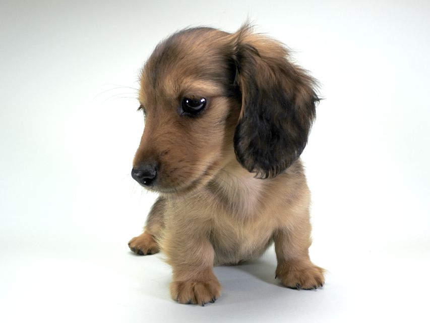 カニンヘンダックス シャーロット.cs & ジムダンディの子犬 レッド 男の子（2）