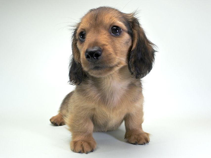 カニンヘンダックス シャーロット.cs & ジムダンディの子犬 レッド 男の子（2）