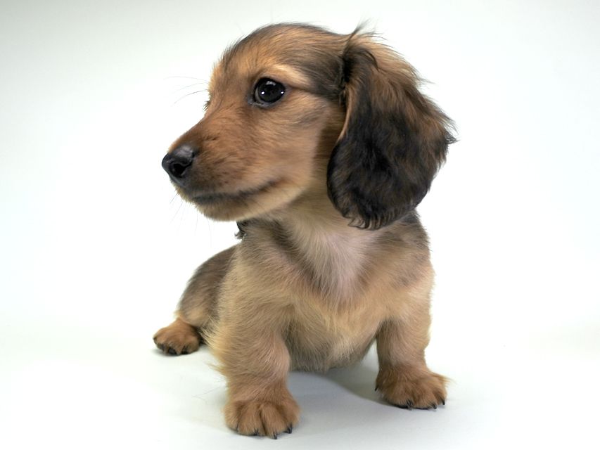 カニンヘンダックス シャーロット.cs & ジムダンディの子犬 レッド 男の子（2）