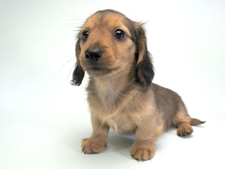 カニンヘンダックス シャーロット.cs & ジムダンディの子犬 レッド 男の子（2）