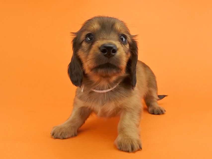 カニンヘンダックス シエラ & たけるの子犬 レッド 女の子（2）