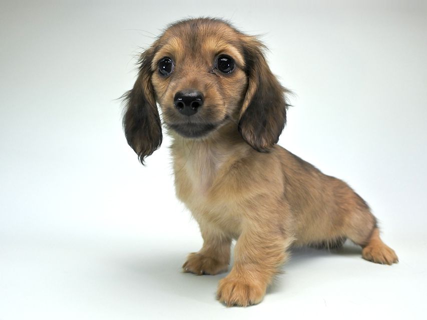 カニンヘンダックス シャーロット.cs & ジムダンディの子犬 シェーデットクリーム 女の子（2）