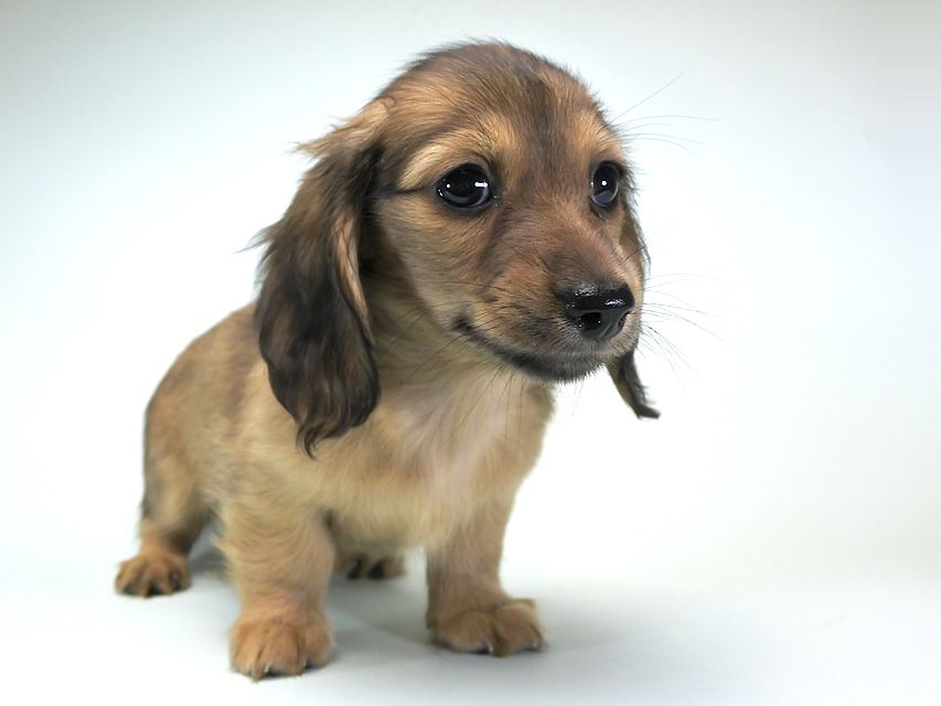 カニンヘンダックス シャーロット.cs & ジムダンディの子犬 シェーデットクリーム 女の子（2）