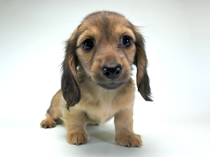 カニンヘンダックス シャーロット.cs & ジムダンディの子犬 シェーデットクリーム 女の子（2）