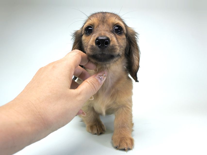 カニンヘンダックス シャーロット.cs & ジムダンディの子犬 シェーデットクリーム 女の子（2）