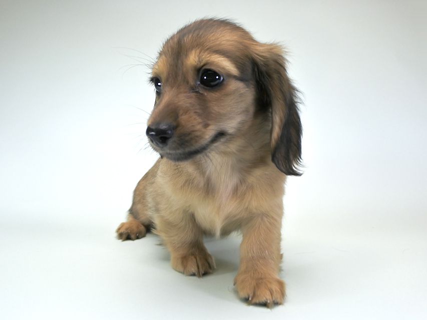 カニンヘンダックス シャーロット.cs & ジムダンディの子犬 シェーデットクリーム 女の子（2）