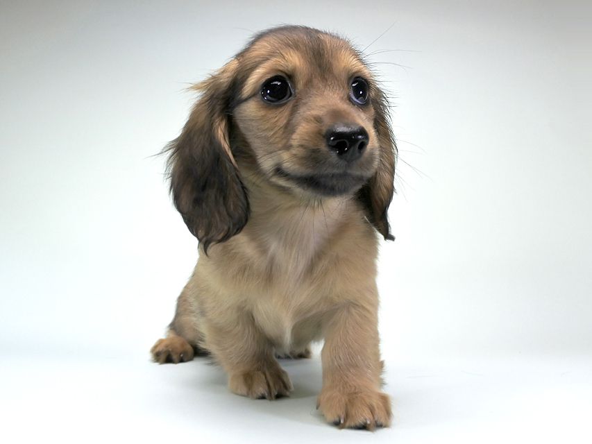 カニンヘンダックス シャーロット.cs & ジムダンディの子犬 シェーデットクリーム 女の子（2）