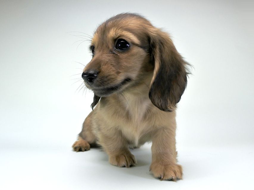 カニンヘンダックス シャーロット.cs & ジムダンディの子犬 シェーデットクリーム 女の子（2）