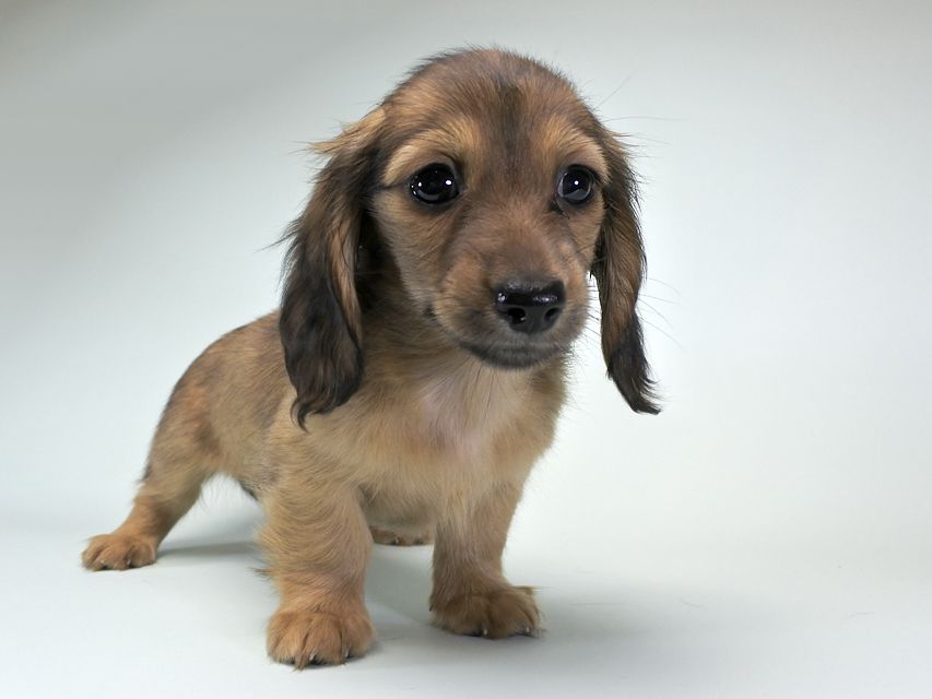 カニンヘンダックス シャーロット.cs & ジムダンディの子犬 シェーデットクリーム 女の子（2）