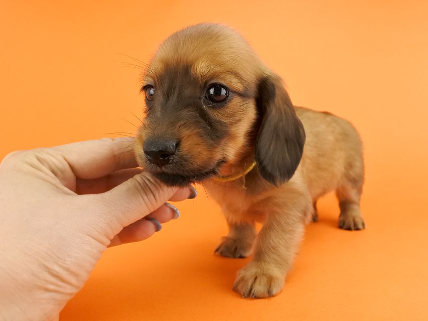 カニンヘンダックス シエラ & たけるの子犬 レッド 女の子（3）