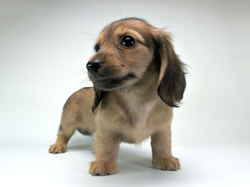 カニンヘンダックス シャーロット.cs & ジムダンディの子犬 シェーデットクリーム 女の子（2）