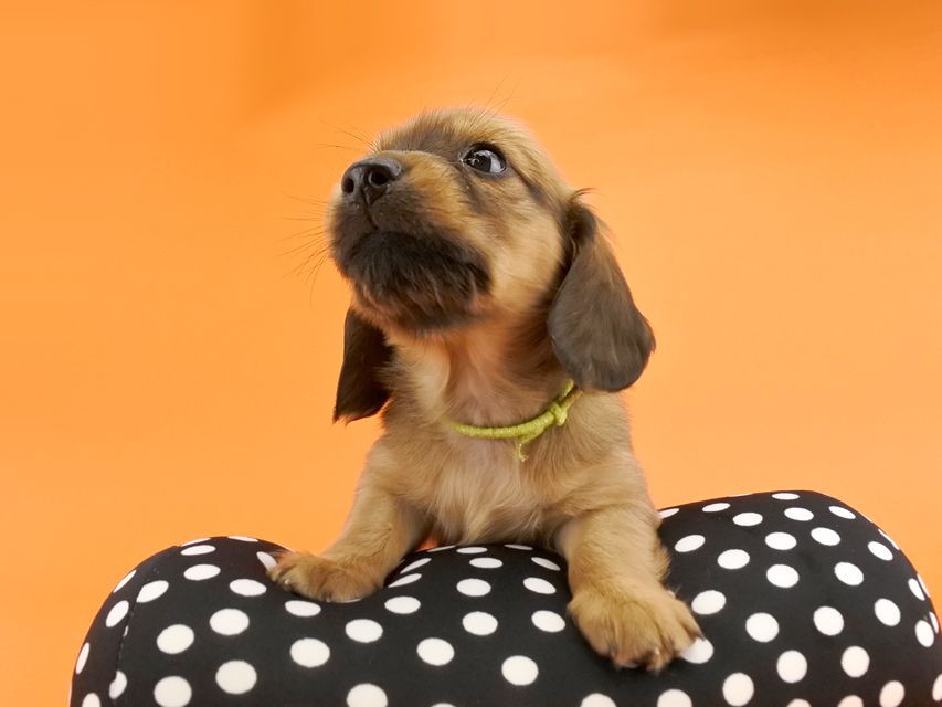 カニンヘンダックス シエラ & たけるの子犬 レッド 女の子（3）