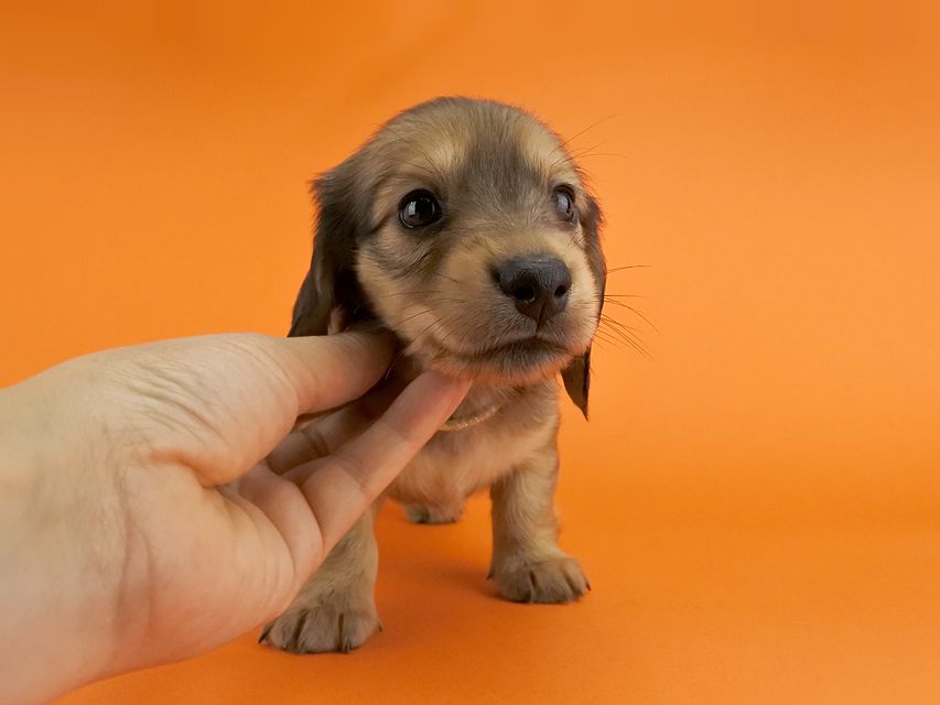 カニンヘンダックス シエラ & たけるの子犬 レディッシュイエロー 女の子
