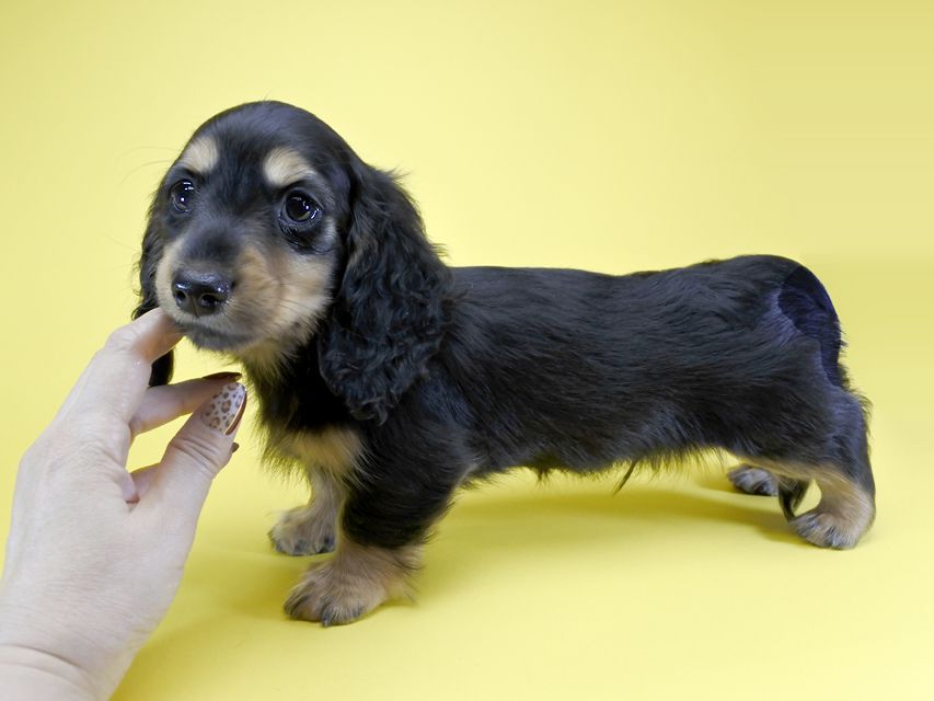 ミニチュアダックス サリーアン & フレディの子犬 ブラックタン 男の子（1） お写真初登場