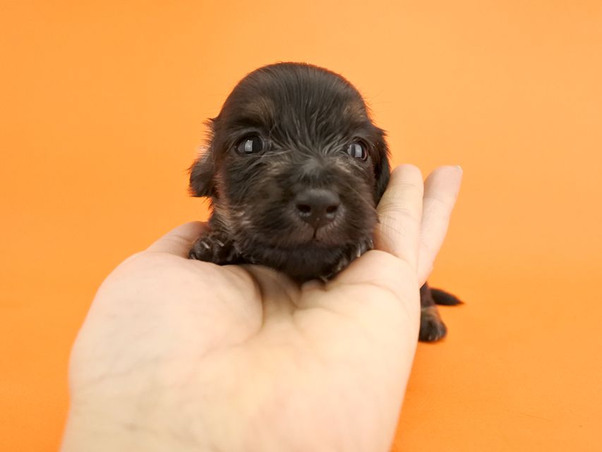 カニンヘンダックス オーシャン & ナイトの子犬 ブラックイエロー 女の子_DSC6699 カニンヘンダックス オーシャン & ナイトの子犬 ブラックイエロー 女の子
