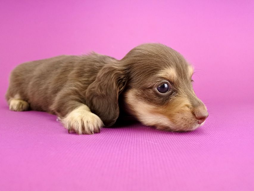 カニンヘンダックス ウズメ & クッキーの子犬 チョコイエロー 女の子
