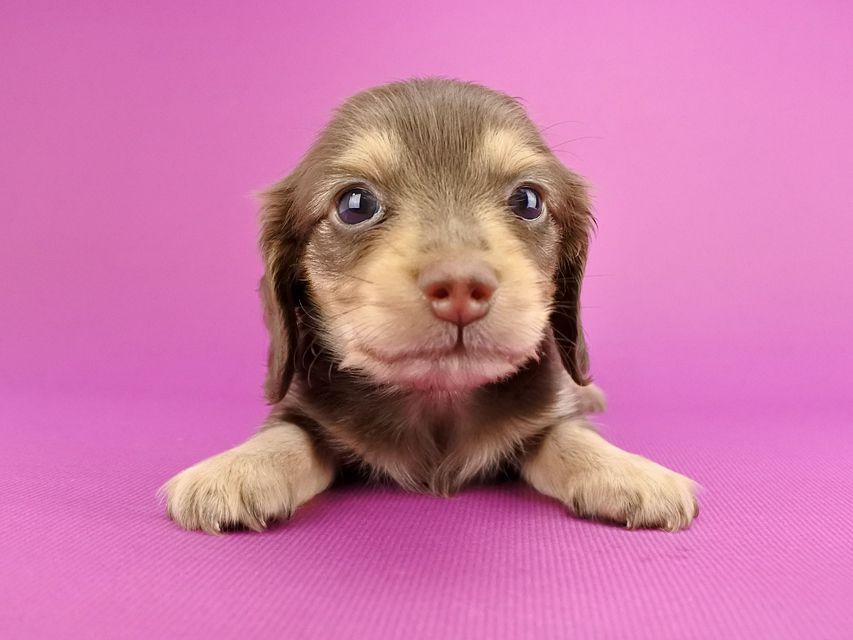 カニンヘンダックス ウズメ & クッキーの子犬 チョコイエロー 女の子